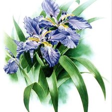 Схема вышивки «Ирисы»