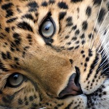 Схема вышивки «гепард»