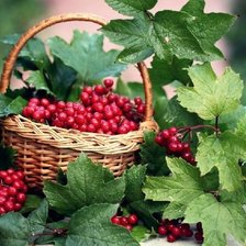 Схема вышивки «калина в лукошке»