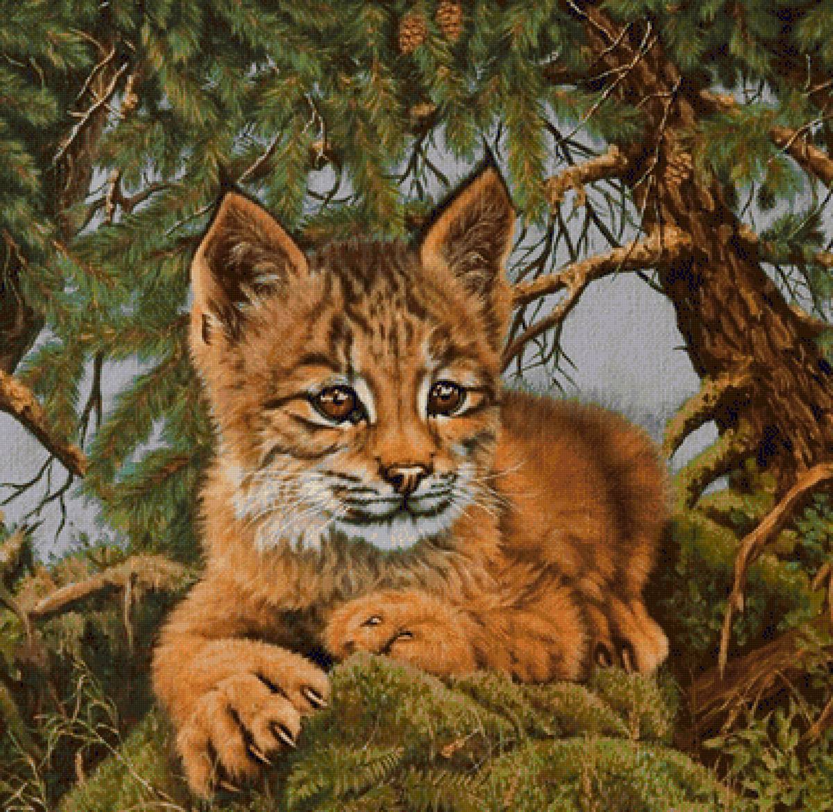 Малыш - рысь, животные - предпросмотр