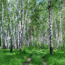 Схема вышивки «Березовая роща»