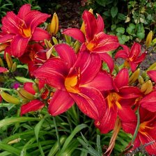 Схема вышивки «Лилейник»