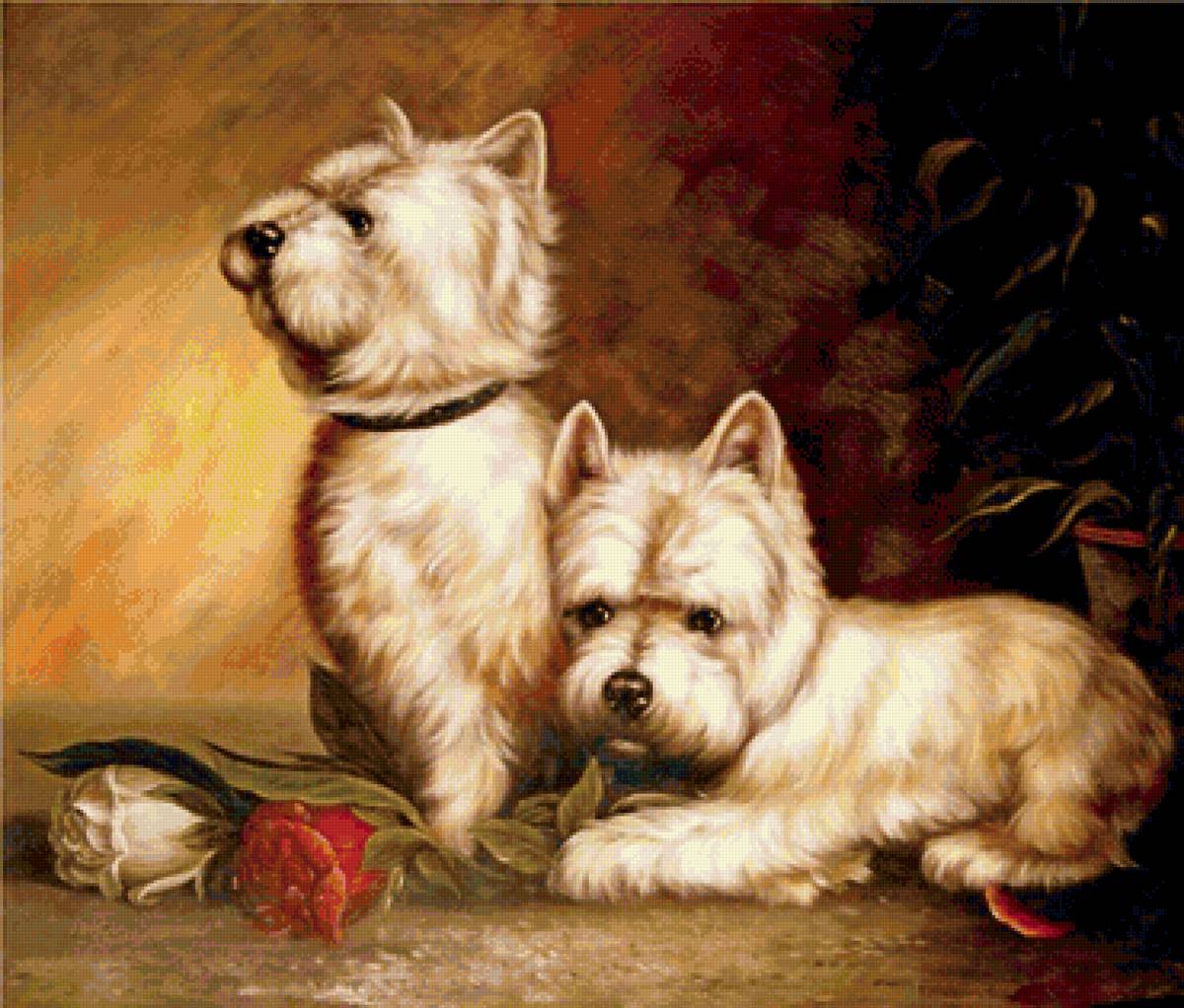 Терьеры и розы - домашние животные, щенки, цветы, терьеры - предпросмотр