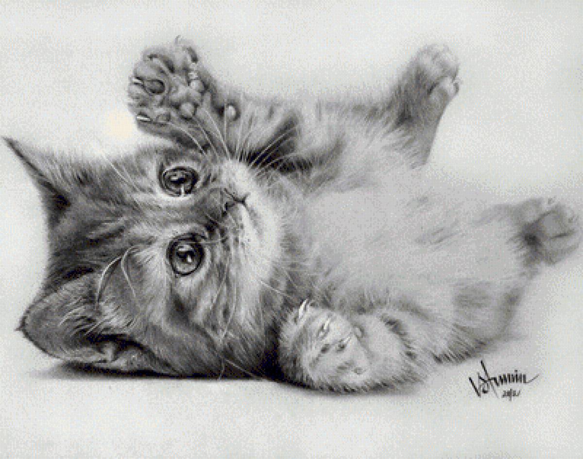 пушистик - котенок - предпросмотр