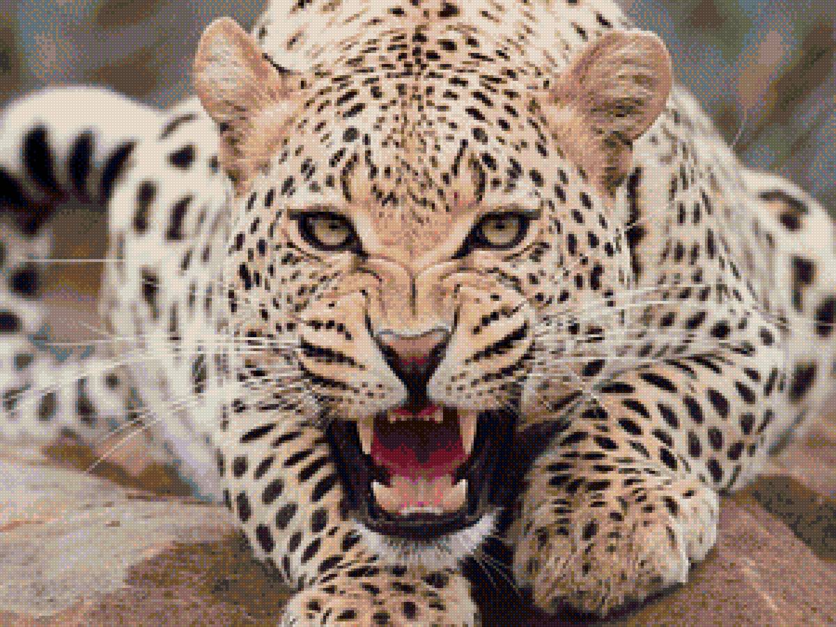 леопард - кошки, леопард, животные - предпросмотр