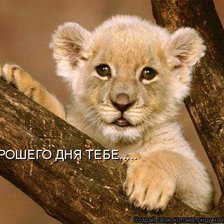 Схема вышивки «львенок»