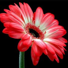 Схема вышивки «гербера»