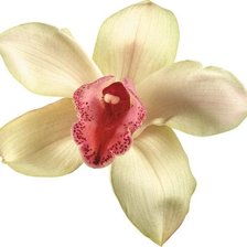 Схема вышивки «№1248662»