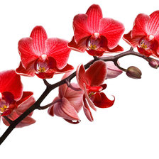 Схема вышивки «№1248666»