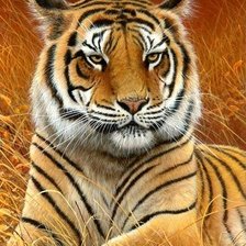 Схема вышивки «Тигр»