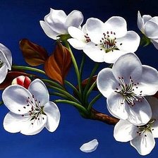 Цветущая вишня