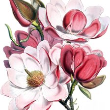 Схема вышивки «№1249231»