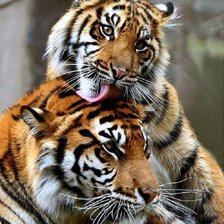 Схема вышивки «тигры»