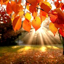 Схема вышивки «Яркая осень»