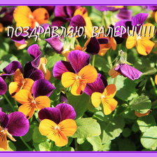 Схема вышивки «цветы-виола»