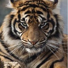 Схема вышивки «Тигр»