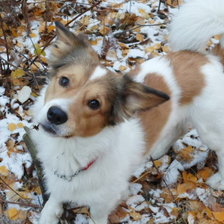 Схема вышивки «мой лучший друг»