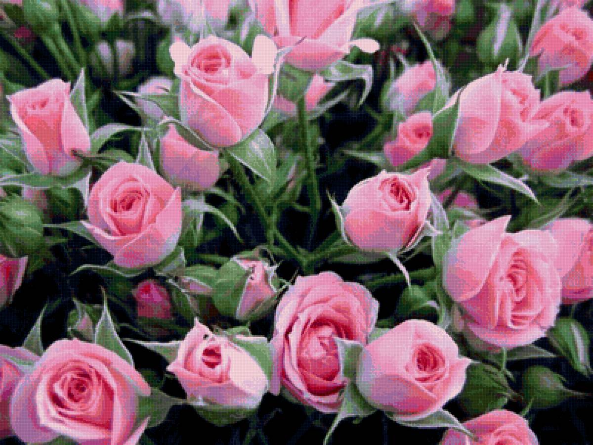 РОЗОВЫЕ РОЗЫ - предпросмотр