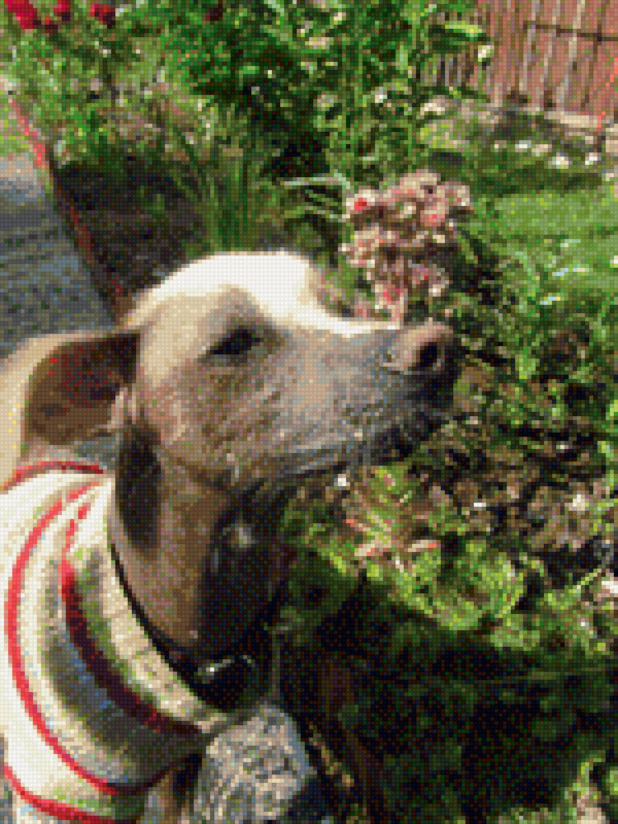 китайская хохлатая собака - собака - предпросмотр