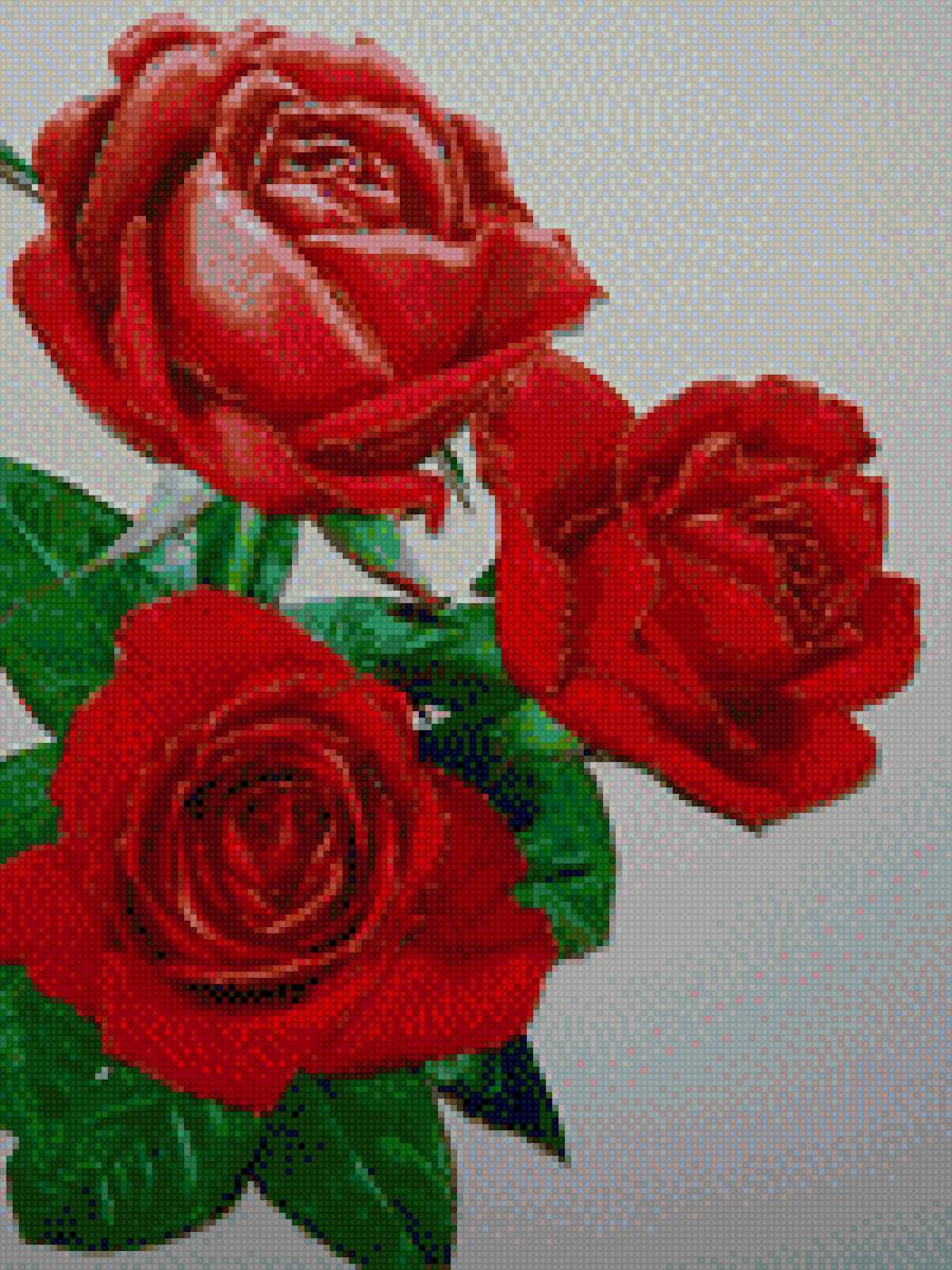 roza - предпросмотр