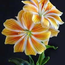 Схема вышивки «Желтый цветок.»