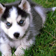 Схема вышивки «хаски»