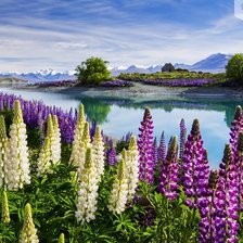 Схема вышивки «цветущий луг»