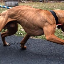 Схема вышивки «американский питбультерьер»