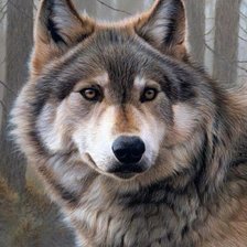 Схема вышивки «Волк»