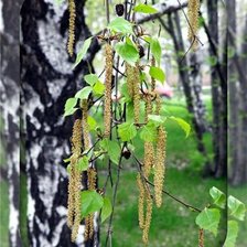 Схема вышивки «Береза»