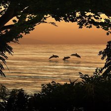 Схема вышивки «дельфины»