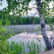 Схема вышивки «березы»