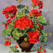 алая герань