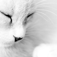 Схема вышивки «киса»