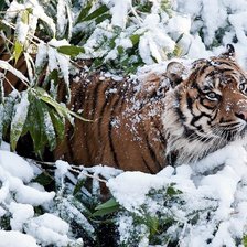 Схема вышивки «усурийский тигр»