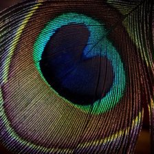 Схема вышивки «перо»