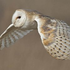 Схема вышивки «Красивый полет»