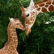 Схема вышивки «жирафы»