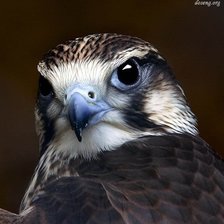 Схема вышивки «потрясающая птичка»