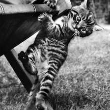 Схема вышивки «котенок монохром»