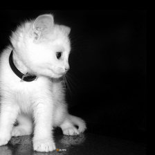 Схема вышивки «котенок монохром»