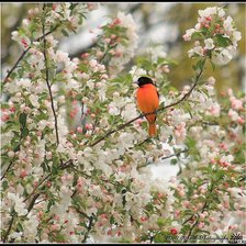 Схема вышивки «весна пришла»