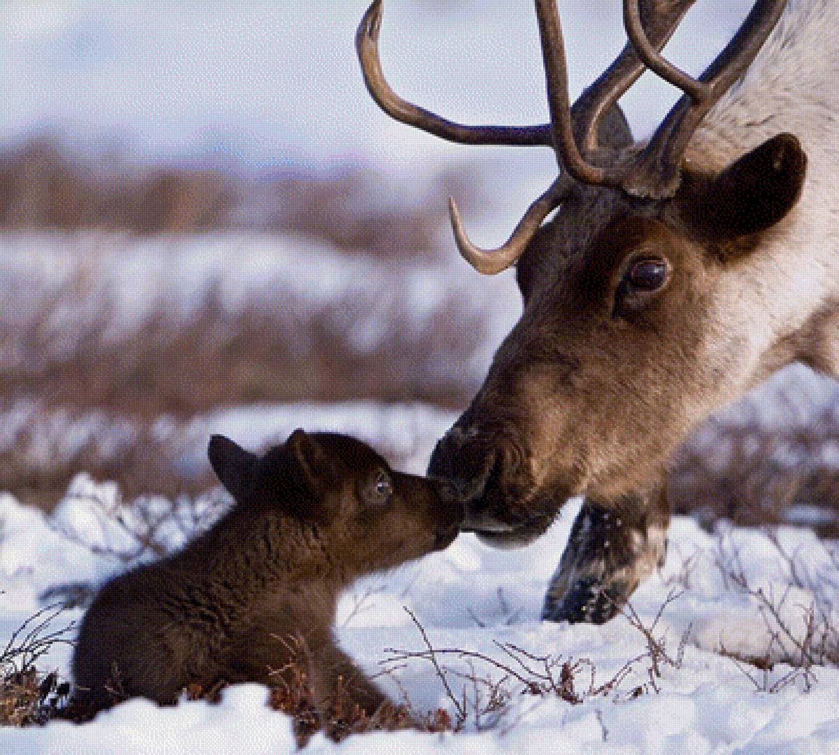олень с олененком - животные, олени, природа, семья - предпросмотр