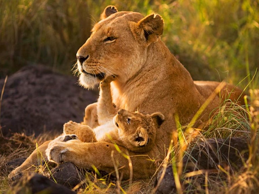 львица со львенком - животные, львы, природа, семья, мама с детенышем - оригинал