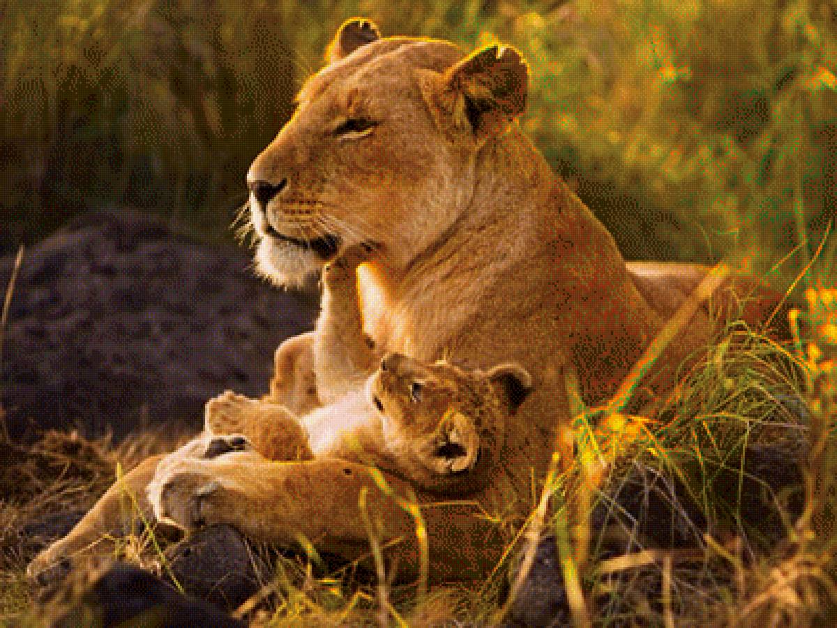 львица со львенком - животные, семья, львы, природа, мама с детенышем - предпросмотр