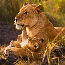 Схема вышивки «львица со львенком»