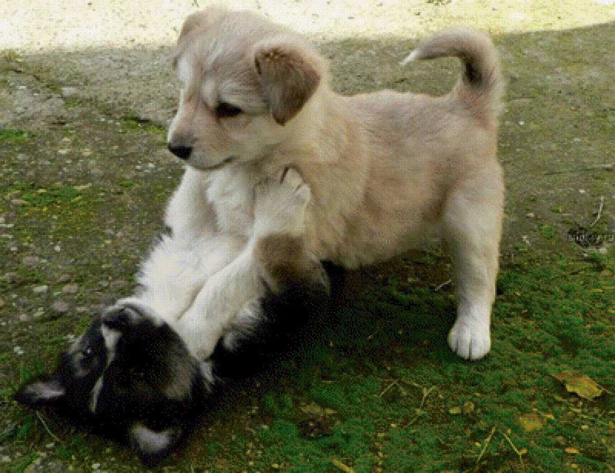 щенки - животные, щенки, малыши, природа - предпросмотр