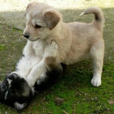 Схема вышивки «щенки»