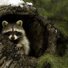 Схема вышивки «енотик спрятался»