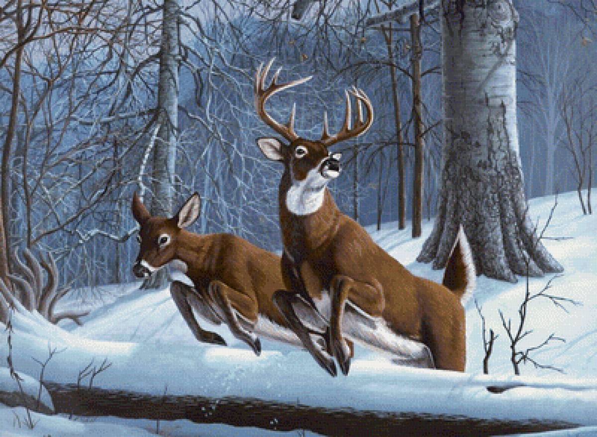 Олени - олень, животные, лес - предпросмотр